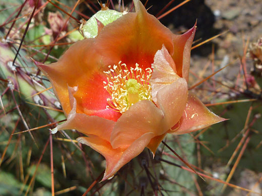 Orange flower of Rooney's prickly pear