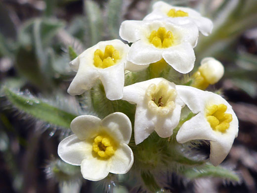 White flowers