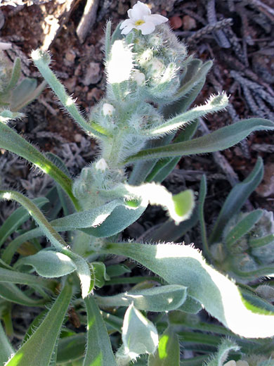 Hairy leaves and calyces