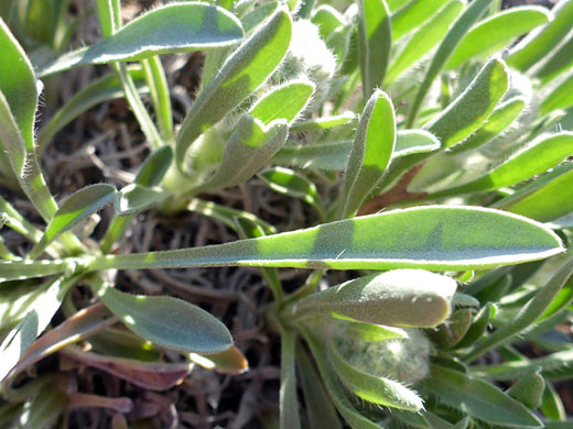 Narrow leaves