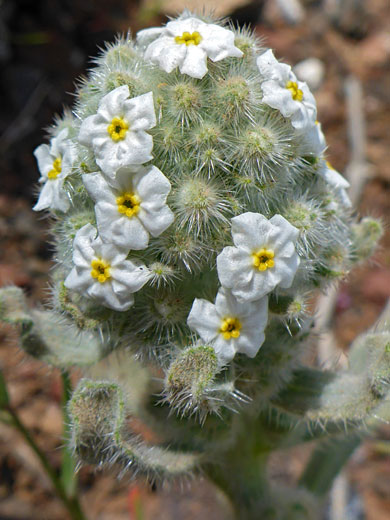 Dense inflorescence