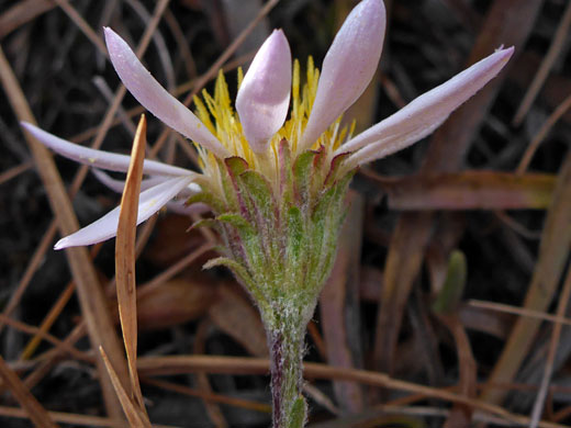 Hairy involucre