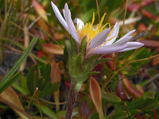 Florets and phyllaries