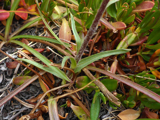 Stem and leaves