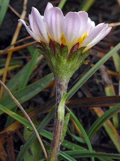 Hairy stem