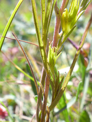 Yellow Owl Clover