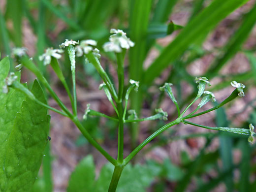 Bluntseed Sweetroot