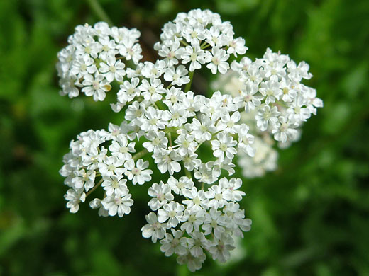 Compound umbel