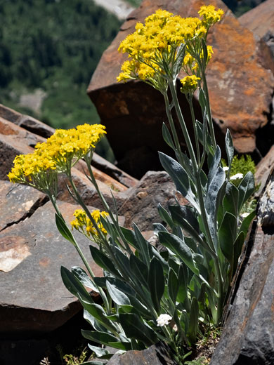 Leaves and flowers