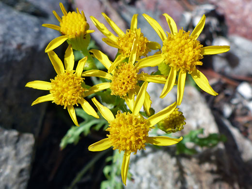 Seven flowerheads