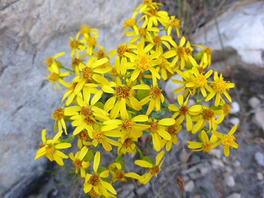 Many yellow flowerheads