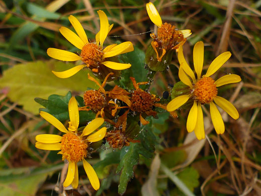 Flowerheads, starting to wither