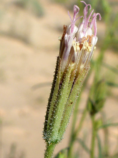 Spanish Needle; Palafoxia arida, Valley of Fire State Park, Nevada