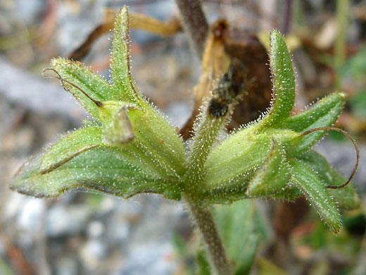 Yellow Glandweed