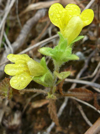 Two flowers