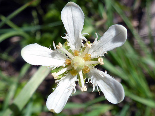 White flower