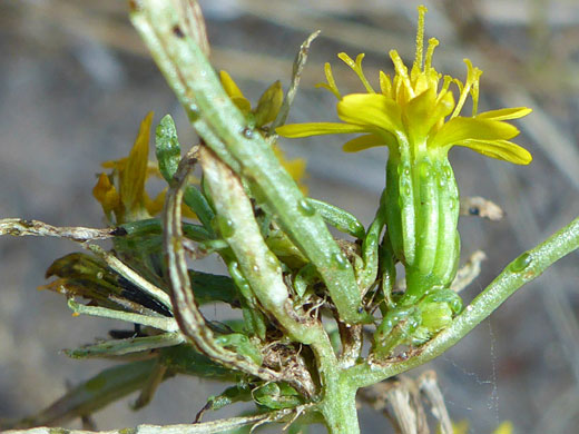 Cluster of flowerheads