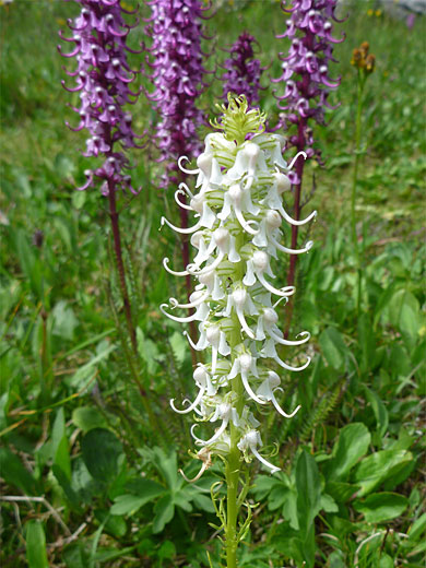 White flowers