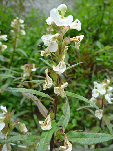 Sickletop Lousewort