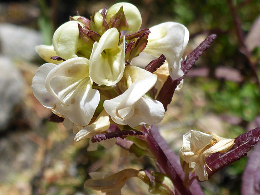 Cluster of flowers