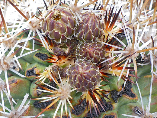 Buds and spines