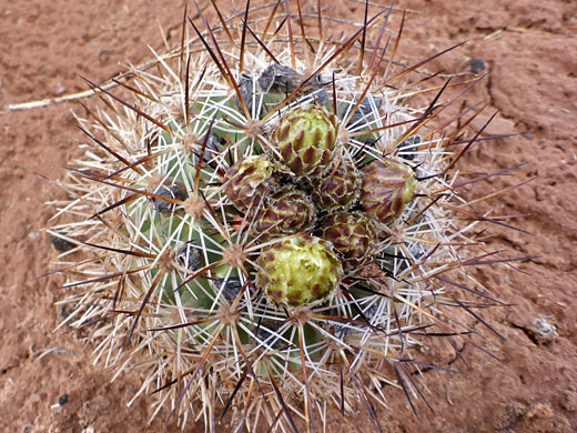 Siler's pincushion cactus, pediocactus sileri