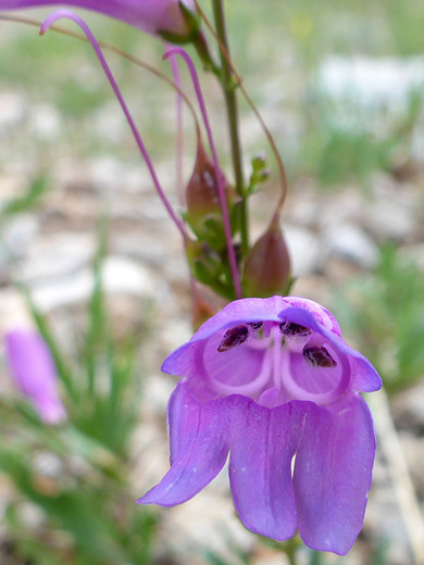 Filaments and anthers