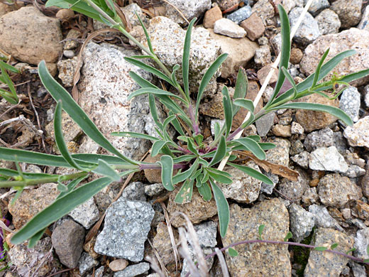 Dusty Penstemon