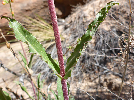 Lightly hairy leaves