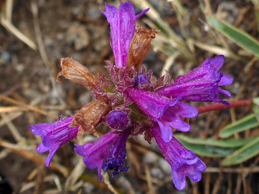 Inflorescence