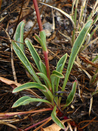 Basal leaves