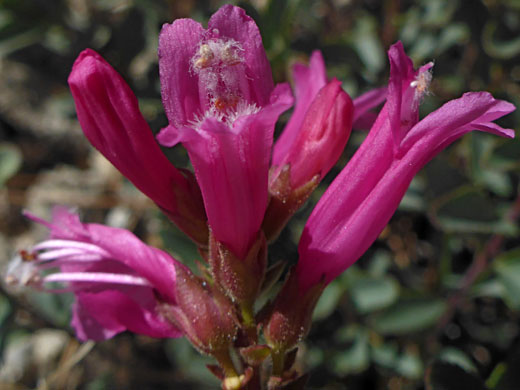 Purple-pink flowers