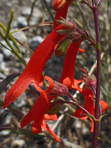 Beaked Beardtongue; Penstemon rostriflorus, Eastern Sierra, California