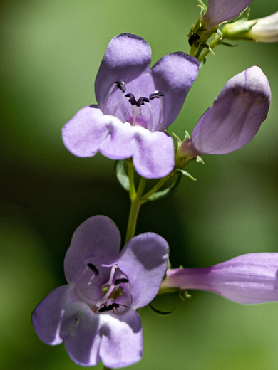 Littlecup Beardtongue