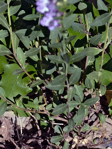 Dark green leaves