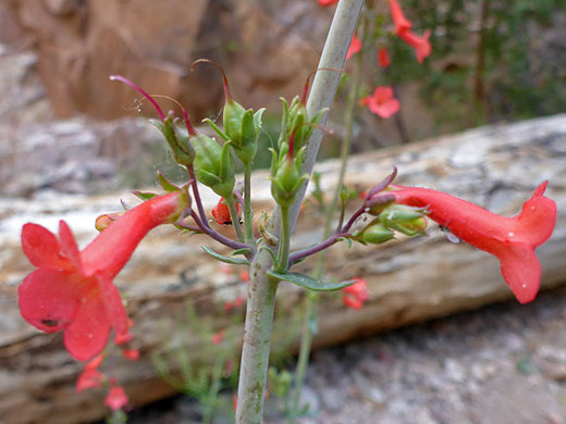 Flowers and fruits