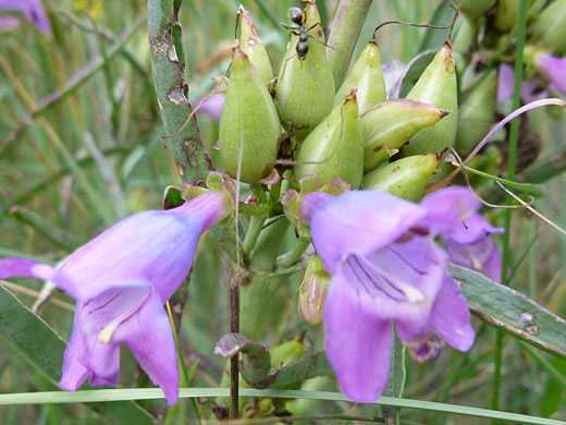 Oneside Penstemon