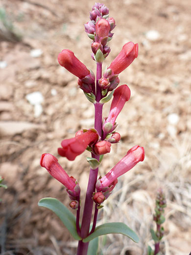 Top of a stem