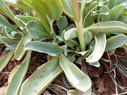 Grey-green leaves