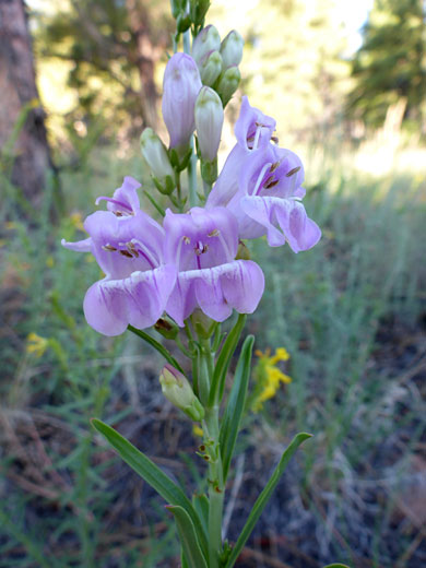 Flower cluster