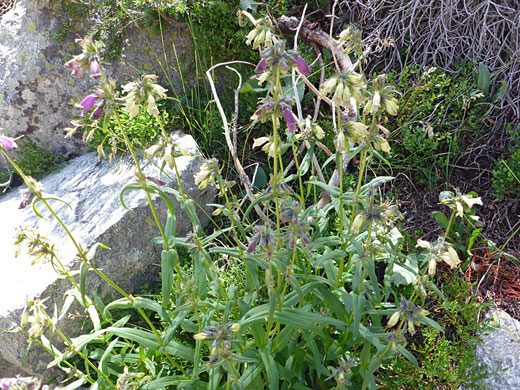 Flowering stems