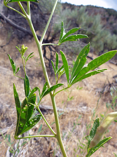 Yellow beeplant