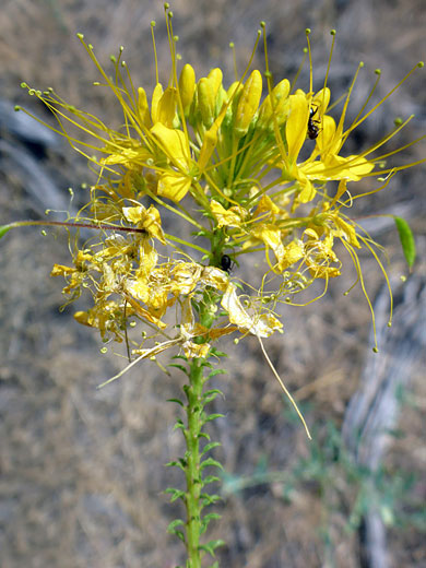 Flowers and buds