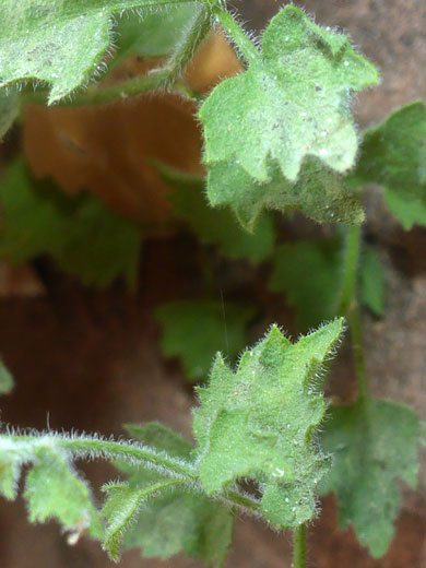 Hairy leaves