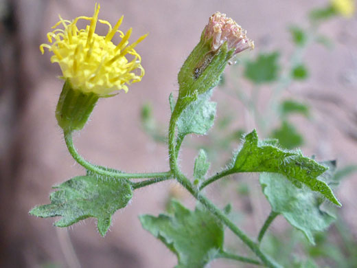 Two flowerheads