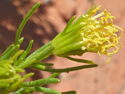 Schott's Pygmycedar; Schott's pygmycedar (peucephyllum schottii), Indian Petroglyph Park, Nevada