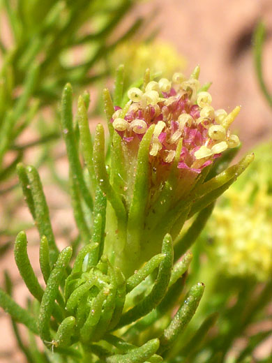 Schott's Pygmycedar