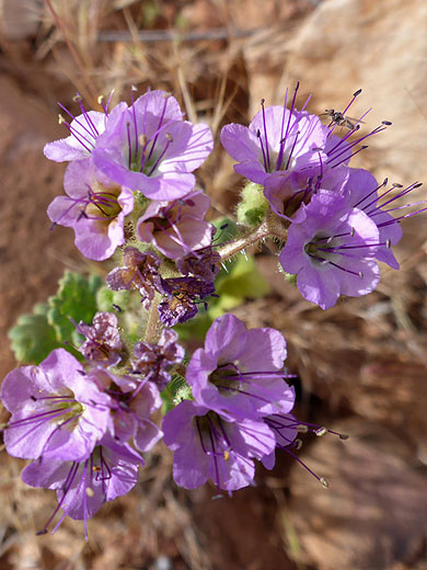 Flower cluster