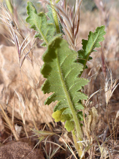 Underside of a leaf