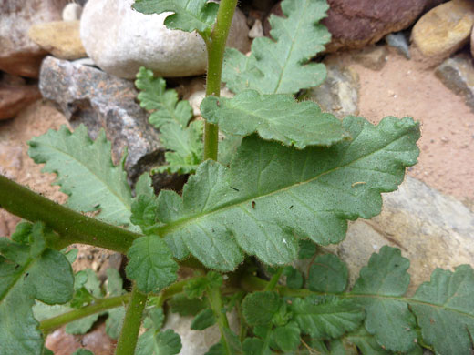 Green leaves